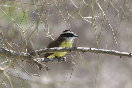Photo for Great Kiskadee (pitangus sulphuratus) perched on a branch - Royalty Free Image