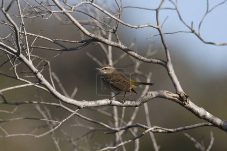 Photo for Palm Warbler (nonbreeding) (setophaga palmarum) perched in a leafless tree - Royalty Free Image
