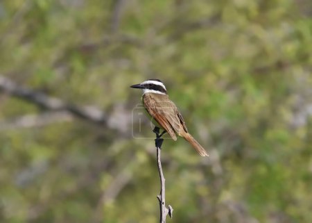 Photo for Great Kiskadee (pitangus sulphuratus) perched on the top of a small stick - Royalty Free Image