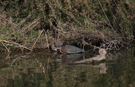 Foto de Green Heron (butorides virescens) looking for it's next meal at the edge of a pond - Imagen libre de derechos