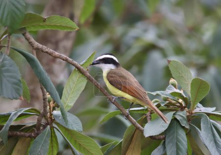 Photo for Great Kiskadee (pitangus sulphuratus) perched in a tree - Royalty Free Image