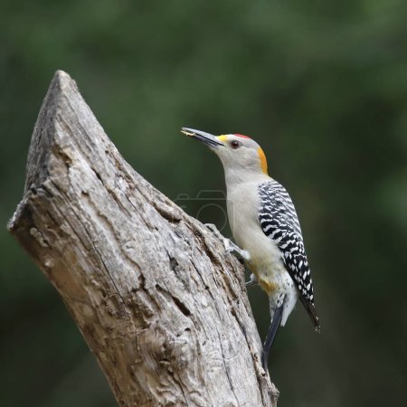 Foto de Golden-fronted Woodpecker (male) (melanerpes aurifrons) perched on a dead branch - Imagen libre de derechos