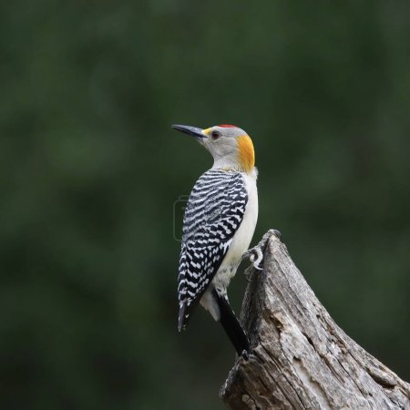 Golden-fronted Woodpecker (male) (melanerpes aurifrons) perched on a dead branch