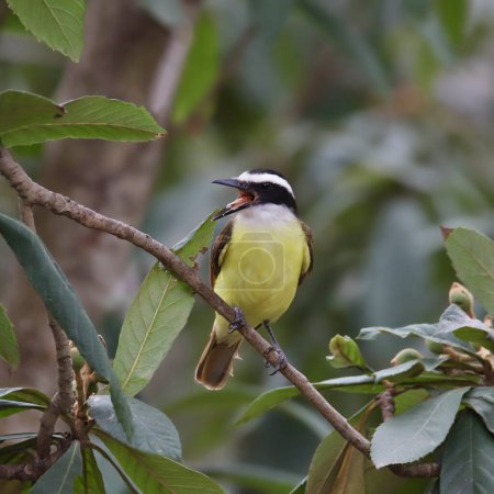 Photo for Great Kiskadee (pitangus sulphuratus) with it's beak open and it's tongue showing - Royalty Free Image