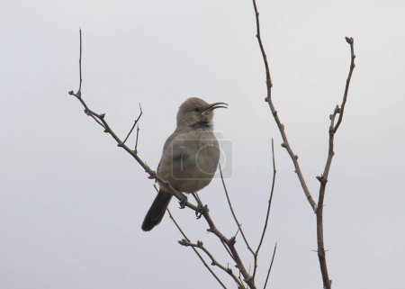 Photo for Leconte's Thrasher (toxostoma lecontei) perched in a leafless bush with it's beak slightly open - Royalty Free Image