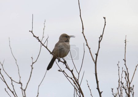 Photo for LeConte's Thrasher (toxostoma lecontei) perched in leafless tree - Royalty Free Image