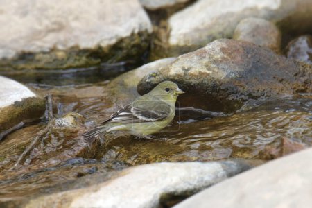 Téléchargez les photos : Petit Chardonneret (femelle) (spinus psaltria) prenant un bain dans un ruisseau - en image libre de droit