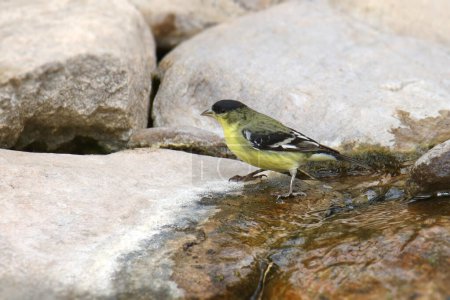 Téléchargez les photos : Petit Chardonneret (mâle) (spinus psaltria) debout dans un ruisseau rocheux - en image libre de droit