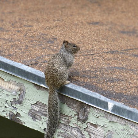 Photo for Rock Squirrel (otospermophilus variegatus) perched on the roof of a small building - Royalty Free Image