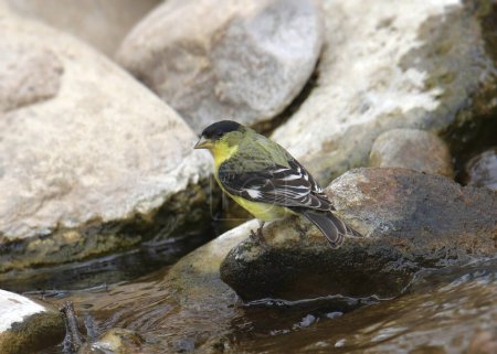 Téléchargez les photos : Petit Chardonneret (mâle) (spinus psaltria) perché sur un rocher au milieu d'un ruisseau - en image libre de droit