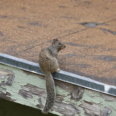Photo for Rock Squirrel (otospermophilus variegatus) poised on the edge of a roof - Royalty Free Image