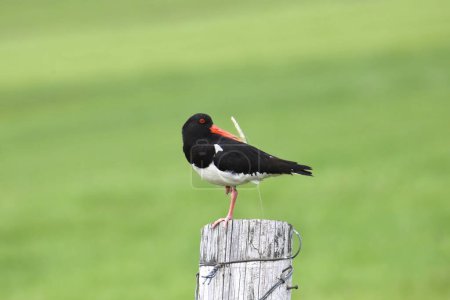 Photo for Eurasian Oystercatcher (haematopus ostrolegus) perched on a wooden fencepost - Royalty Free Image
