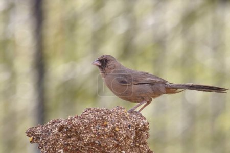 Abert's Towhee (melozone aberti) perched on a large seed block
