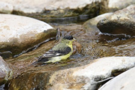 Téléchargez les photos : Petit Chardonneret (mâle) (spinus psaltria) prendre un bain dans un ruisseau - en image libre de droit