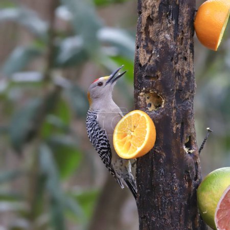Foto de Pájaro carpintero de frente dorada (melanerpes aurifrons) comiendo mitades naranjas montadas en un tronco de árbol - Imagen libre de derechos