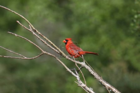 Foto de Cardenal del Norte (macho) (cardinalis cardinalis) encaramado en una rama - Imagen libre de derechos