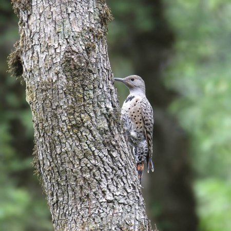 Téléchargez les photos : Flicker du Nord (Arbre rouge, femelle) perché sur le côté d'un tronc d'arbre - en image libre de droit