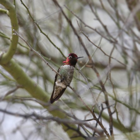 Téléchargez les photos : Colibri d'Anna (mâle) (calypte anna) regardant de son perchoir dans l'arbre - en image libre de droit