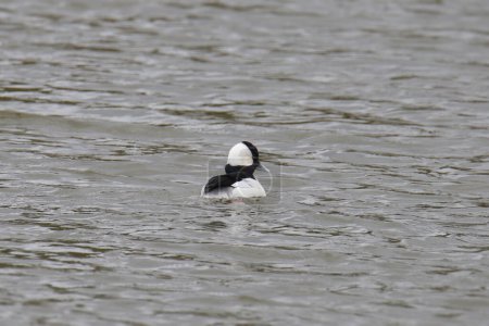 Photo for Bufflehead Duck (male) (bucephala albeola) swimming in a pond - Royalty Free Image