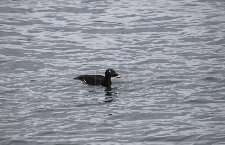 Photo for White-winged Scoter (male) (melanitta deglandi) swimming in the ocean - Royalty Free Image
