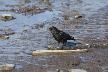 Foto de Cuervo americano (corvus brachythynchos) alimentándose en un fango en marea baja - Imagen libre de derechos