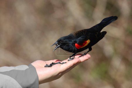 Photo for Red-winged Blackbird (male) (agelaius) eating seeds from someone's hand - Royalty Free Image