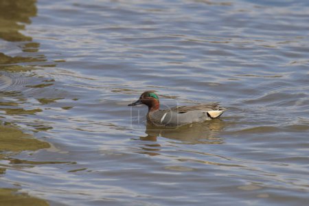Photo for Green-winged Teal (male) (anas carolinensis) swimming in a lake - Royalty Free Image