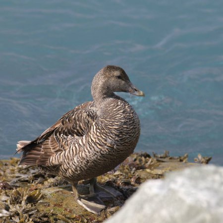 Photo for Common Eider Duck (female) (somateria mollissima) standing beside a glacial lagoon - Royalty Free Image