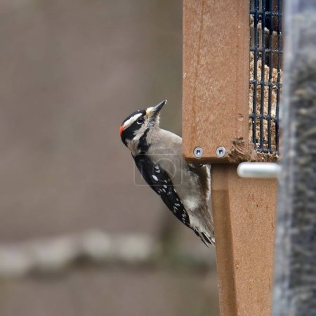 Photo for Downy Woodpecker (male) (dryobates pubescens) eating from a suet feeder - Royalty Free Image