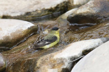 Téléchargez les photos : Petit Chardonneret (mâle) (spinus psaltria) prenant un bain dans un petit ruisseau - en image libre de droit