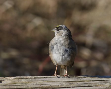 Photo for Golden-crowned Sparrow (zonotrichia atricapilla) perched on a wooden fence - Royalty Free Image