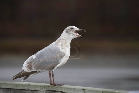 Photo for Glaucous-winged Gull (3rd year) (larus glaucescens) perched on a wooden railing with it's beak open - Royalty Free Image