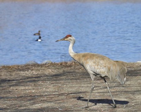 Photo for Sandhill Crane (grus canadensis) walking beside a pond - Royalty Free Image