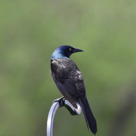 Photo for Common Grackle (male) (quiscalus quiscula) perched on a bird feeder pole - Royalty Free Image