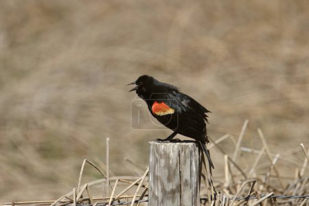 Photo for Red-winged Blackbird (male) (agelaius phoeniceus) perched on a wooden fence post - Royalty Free Image