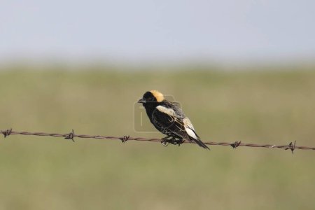 Photo for Bobolink (male) (dolichonyxs oryzivorus) perched on a strand of barbed wire - Royalty Free Image