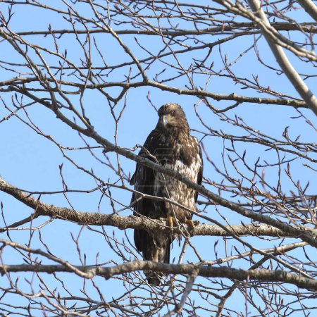 Foto de Águila calva (inmadura) (haliaeetus leucocephalus) encaramada en un árbol sin hojas - Imagen libre de derechos