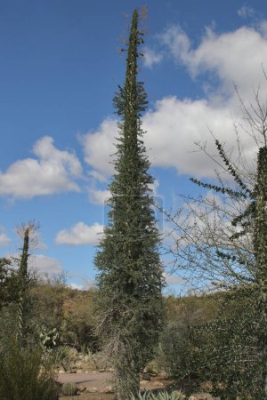 Foto de Planta sudamericana llamada árbol de Boojum - Imagen libre de derechos