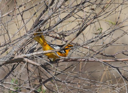 Photo for Bullock's Oriole (male) (icterus bullockii) perched in a tangle of leafless branches - Royalty Free Image