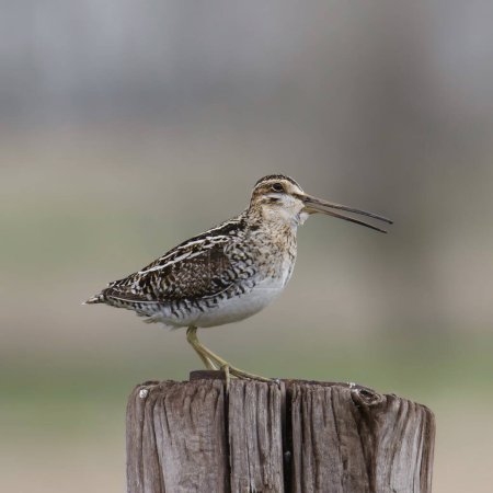Photo for Wilson's Snipe (gallinago delicata) with it's beak open - Royalty Free Image