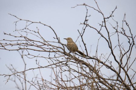 Photo for Bendire's Thrasher (toxostoma bendirei) perched high in a leafless tree - Royalty Free Image