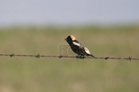 Photo for Bobolink (male) (dolichonyx oryzivorus) perched on a strand of barbed wire - Royalty Free Image