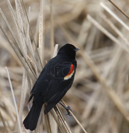 Photo for Red-winged Blackbird (male) (agelaius phoeniceus) perched in some cattails - Royalty Free Image