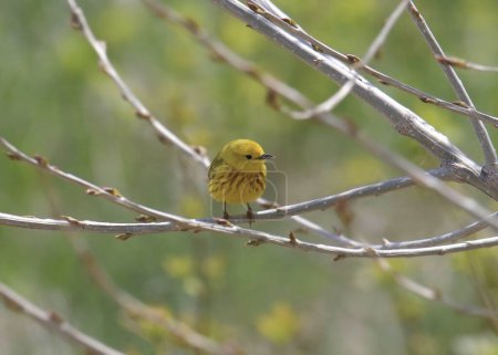 Foto de Warbler amarillo (macho) (setophaga petechia) encaramado en un árbol - Imagen libre de derechos