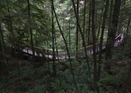 Looking down onto one of many suspended walkways at Capilano Suspension Bridge Park, British Columbia