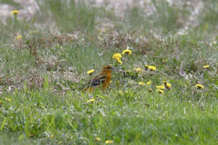 Photo for Baltimore Oriole (female) (icterus galbula) sitting in some grass - Royalty Free Image