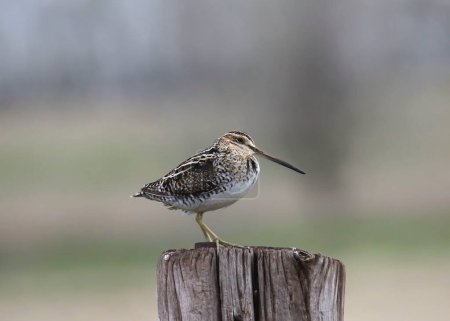 Photo for Wilson's Snipe (gallinago delicata) perched on a wooden fence post - Royalty Free Image