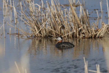 Foto de Grebe de cuello rojo (podiceps grisegena) nadando en un estanque cubierto de hierba - Imagen libre de derechos