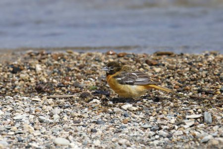 Photo for Baltimore Oriole (immature) (icterus galbula) foraging on a pebble beach - Royalty Free Image