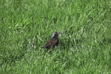 Photo for Common Grackle (male) (quiscalus quiscula) perched in some grass - Royalty Free Image